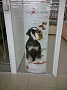ROYAL CANIN